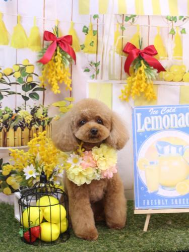 20240404マロンくん